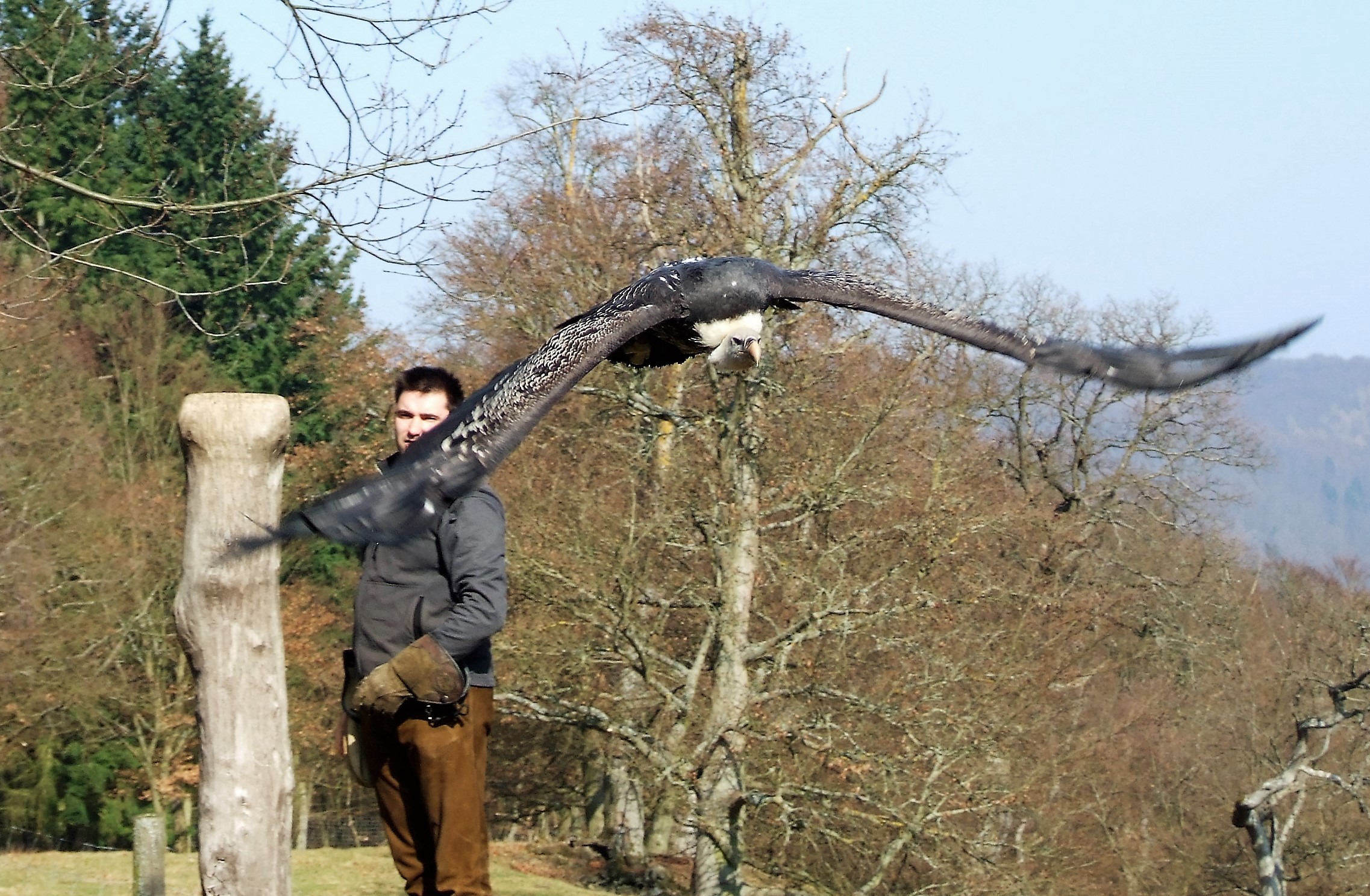 Flugschau im Wildtierpark Edersee. Auf dem Foto ein Sperbergeier und Falkner Daniel Stöcklein. (Foto: Uli Klein)