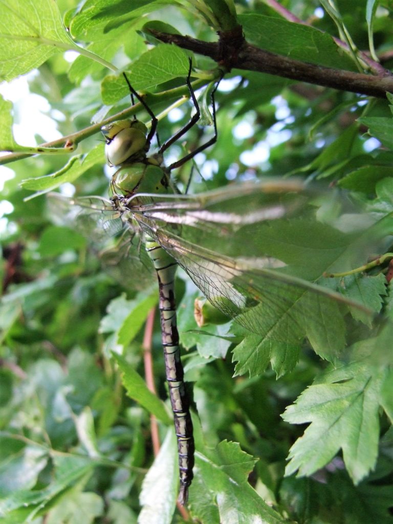 nationalpark_aus_der_familie_der_edellibellen_das_weibchen_einer_blaugruenen_mosaikjungfer Eine gut getarnte Edel-Libelle: Das Weibchen der blaugrünen Mosaikjungfer. (Foto: Uli Klein)