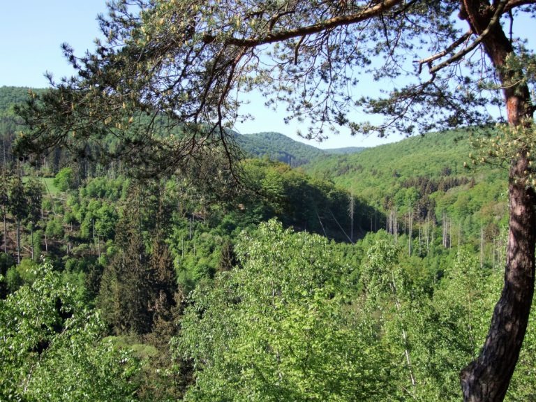 nationalpark_blick_in_westlicher_richtung_in_den_nationalpark Reizvoller Ausblick in westlicher Richtung. (Foto: Uli Klein)