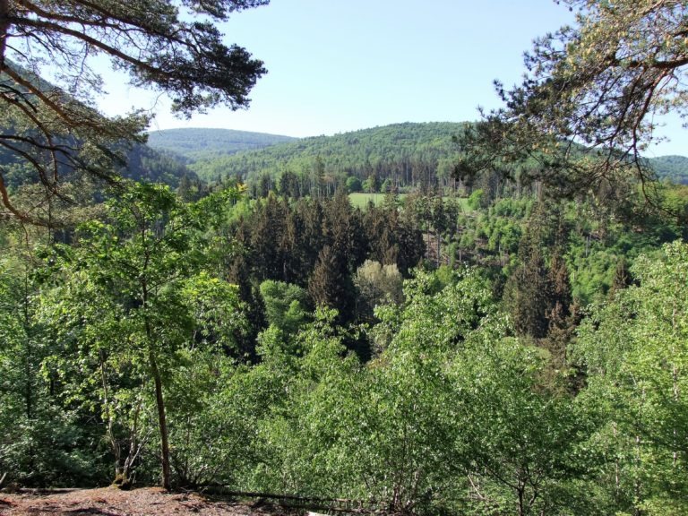 nationalpark_blick_vom_christian's_eck_in_den_buchen_nationalpark Ein Buchenmeeer im Nationalpark, durchsetzt von einzelnen Nadelbäumen. (Foto: Uli Klein)