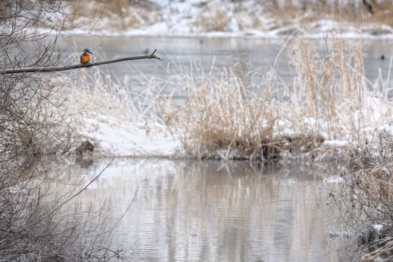 Ein Eisvogel auf Beutejagd im Nationalpark Ein Eisvogel auf Beutejagd im Nationalpark (Foto: Matze Möller)