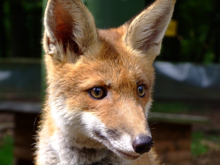 nationalpark_ein_junger_fuchs Ein junger Fuchs im Nationalpark. (Foto: Uli Klein)