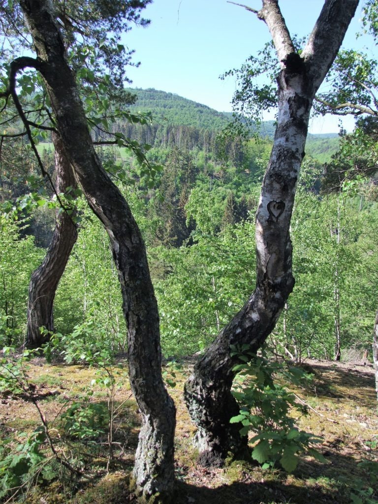 nationalpark_ein_weltnaturerbe_der_unesco_vom_christians_eck_aus_gsehen Ein Weltnaturerbe der UNSECO vom Christians Eck aus gesehen. (Foto: Uli Klein)