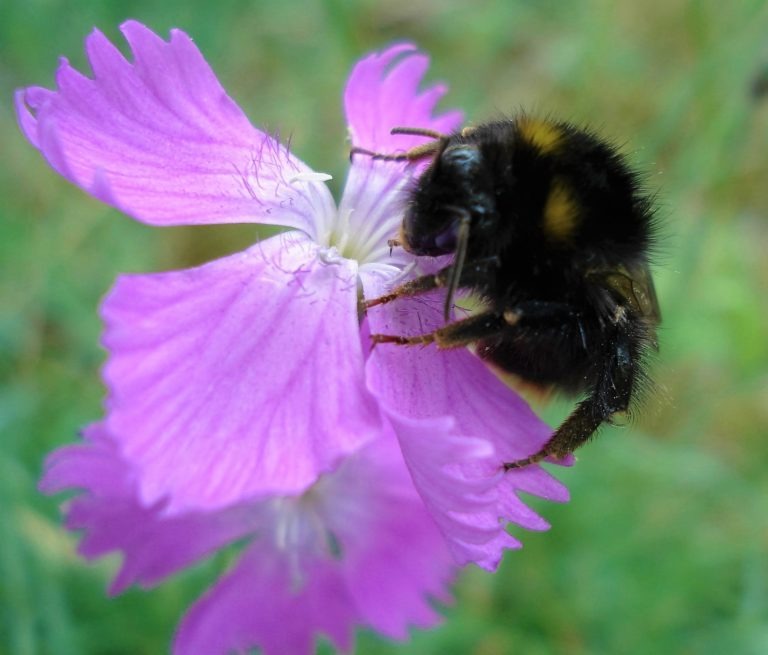 nationalpark_eine_bluehende_pfingstnelke_am_blossenberg_bei_bringhausen_hat_eine_hummel_angelockt Eine botanische Rarität: Blühende Pfingstnelke am Blossenberg bei Bringhausen. (Foto: Uli Klein)
