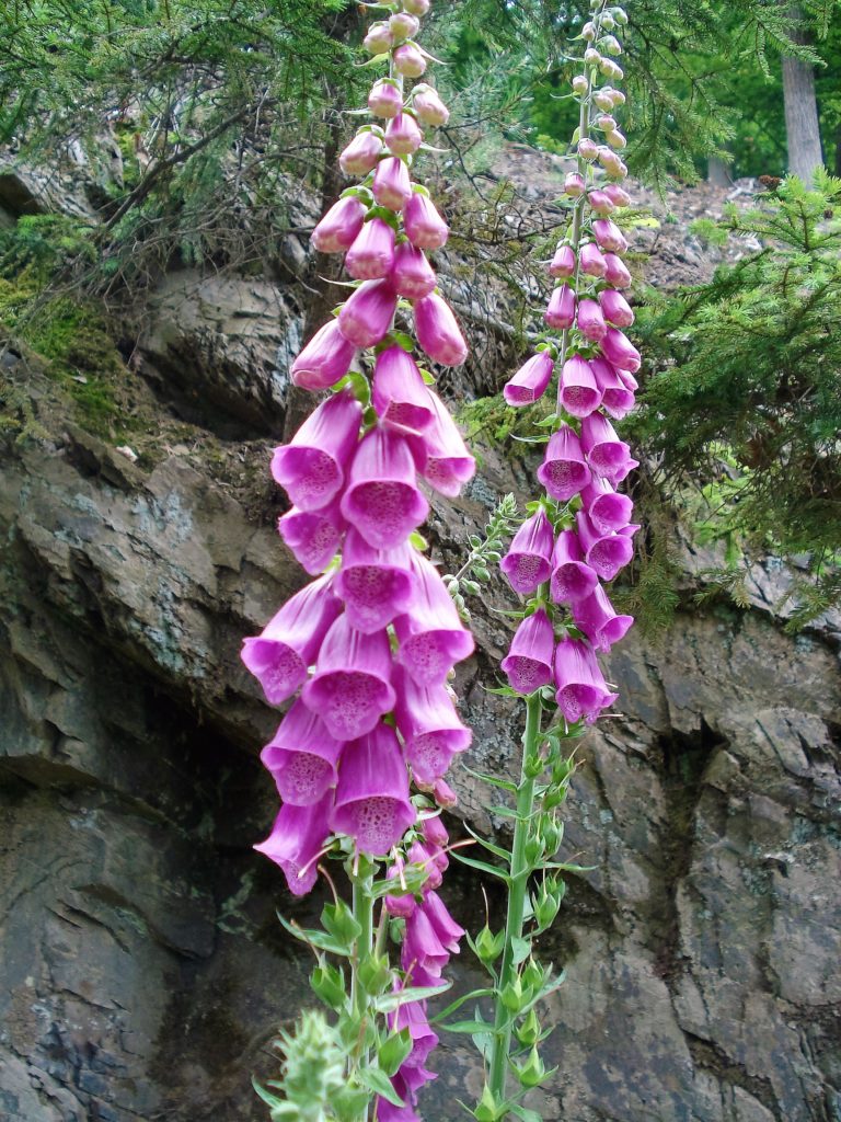 Roter Fingerhut in voller Blüte Wunderschön, aber hochgiftig – zwei Exemplare des Roten Fingerhuts in voller Blüte (Foto: Beate Brocker)