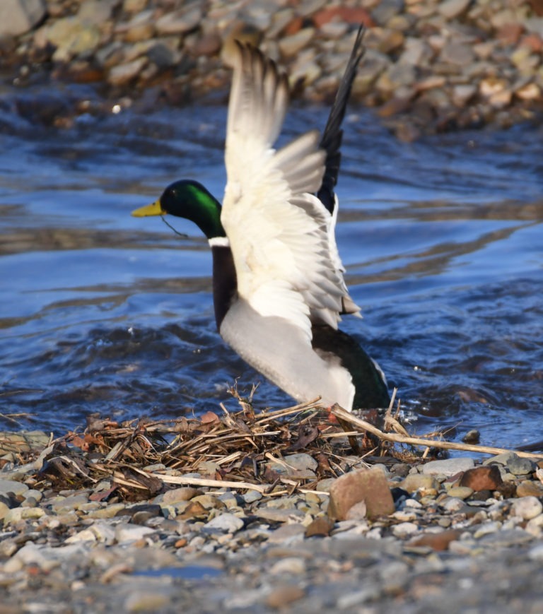 Ente-2 Nahezu unberührte Natur: Ein Stockenten-Erpel am Ufer der Eder. (Foto: Hermann Sonderhüsken)