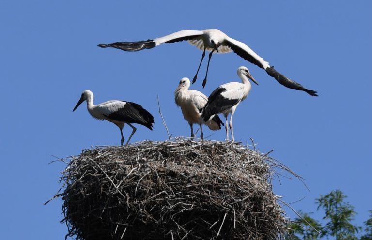 Vier Weißstorchenjunge auf dem Horst an der Wesemündung. (Foto: Hermann Sonderhüsken)